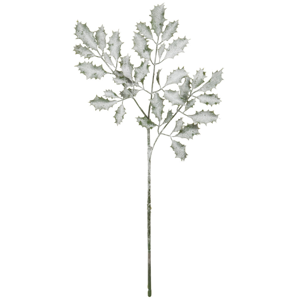 Branche de houx enneigée blanche et verte