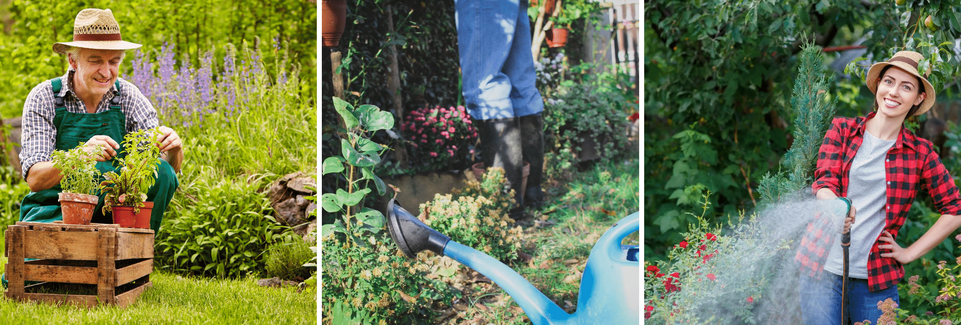 Réduire les ravages des limaces dans le jardin